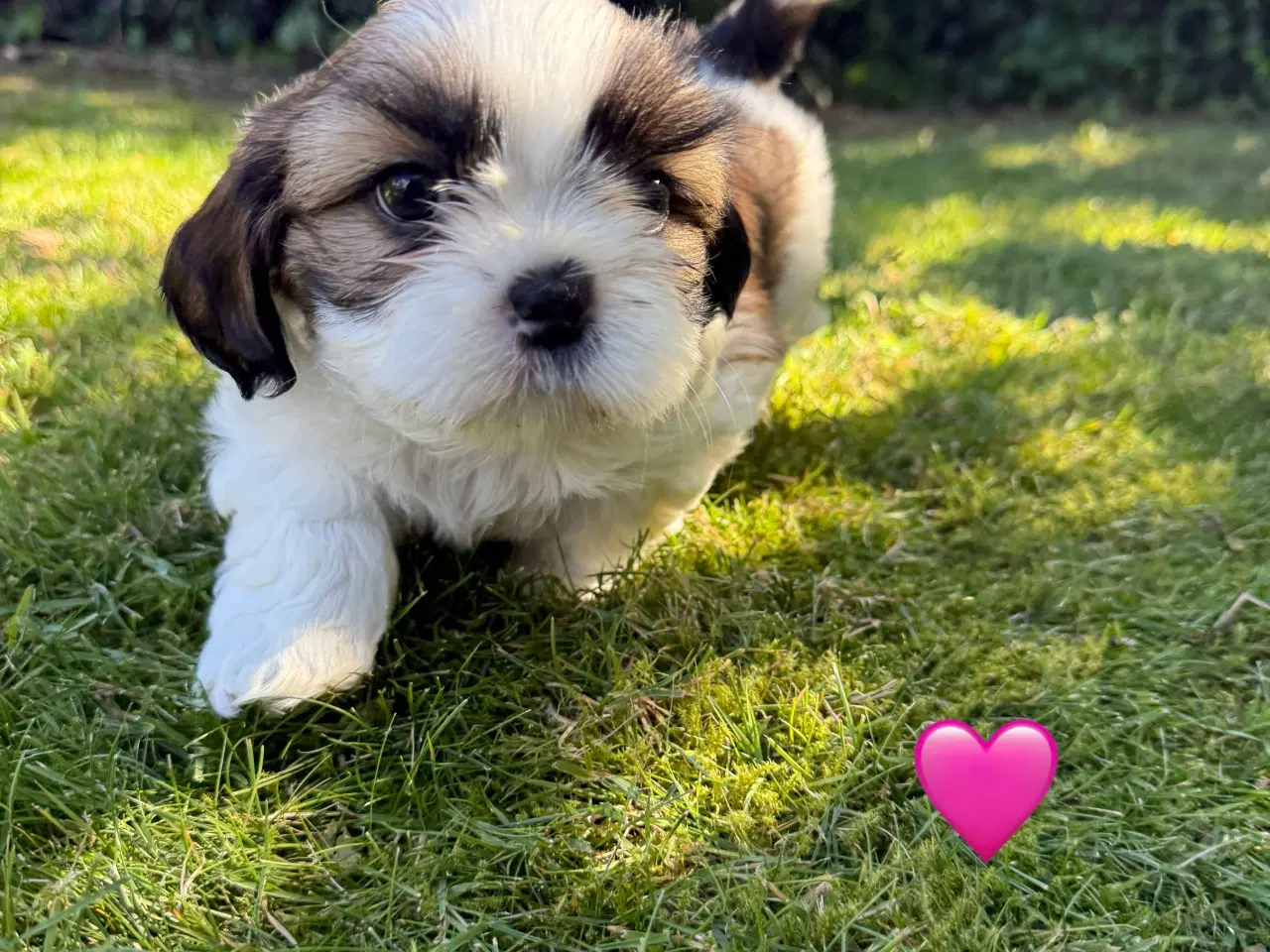 Billede 10 - Shih Tzu hundehvalpe søger nyt hjem (2 stk.)