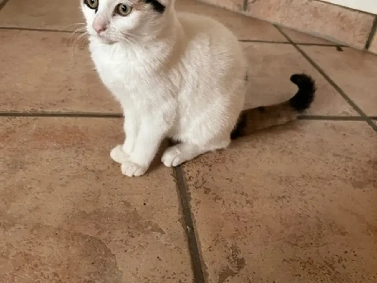 Billede 3 - Kattekilling - hun