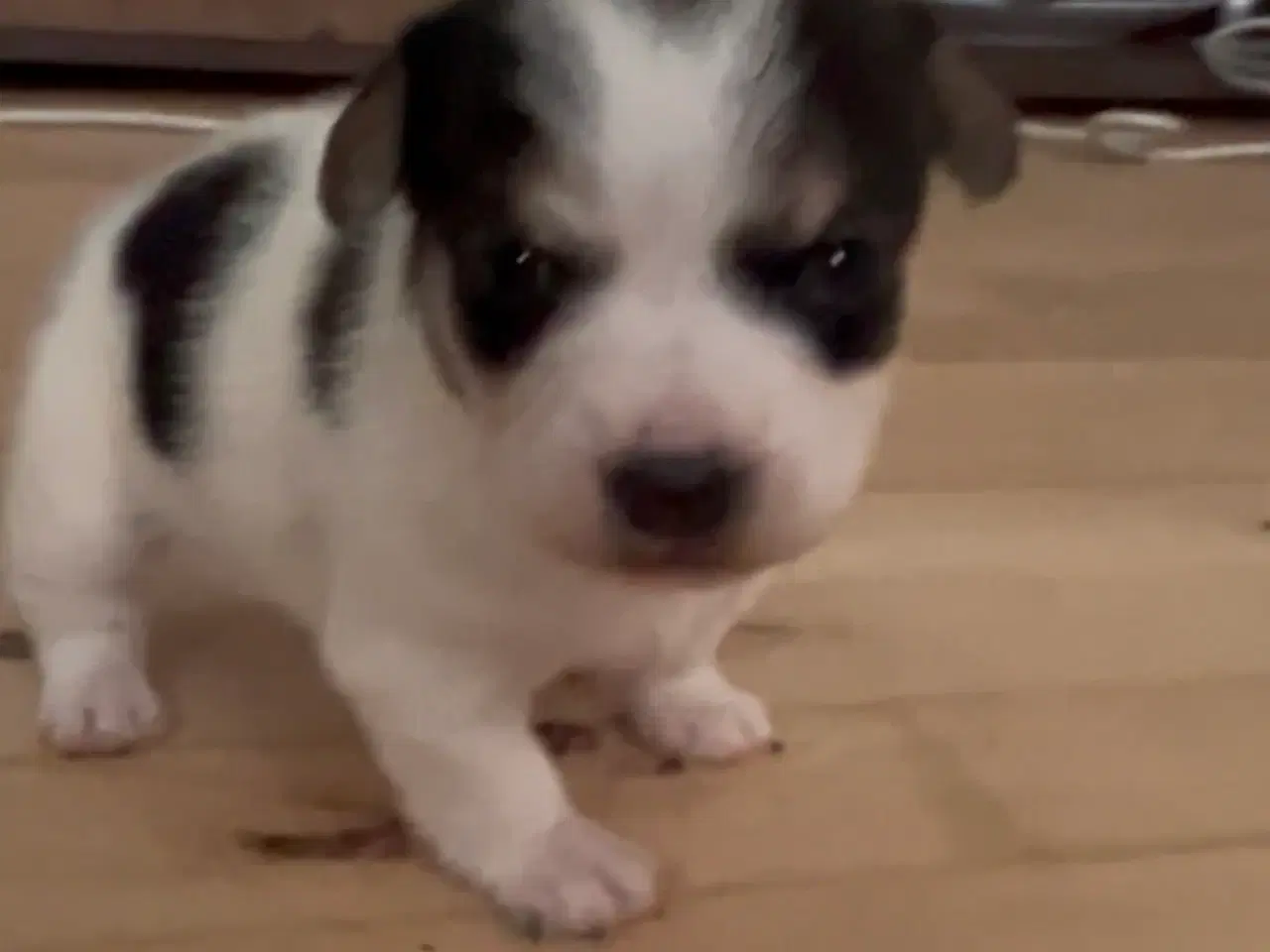 Billede 5 - Lille blandings hvalp pige 