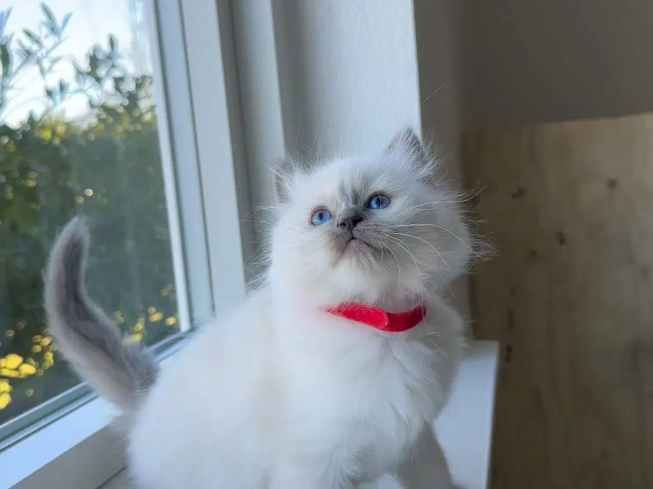 Billede 6 - Ragdoll / Hellig Birma - 1 Killing Sælges