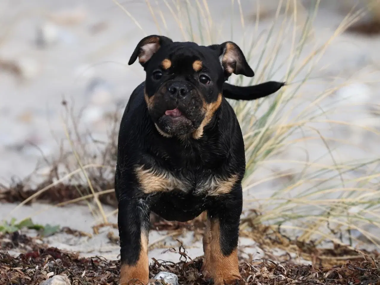 Billede 17 - Old English Bulldog 