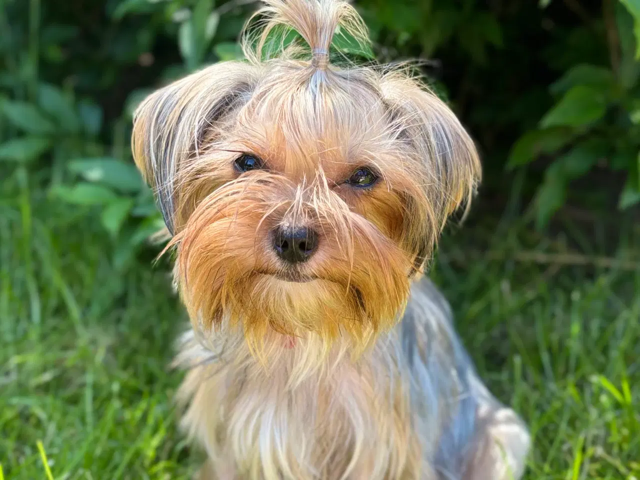 Billede 8 - Yorkshire terrier 
