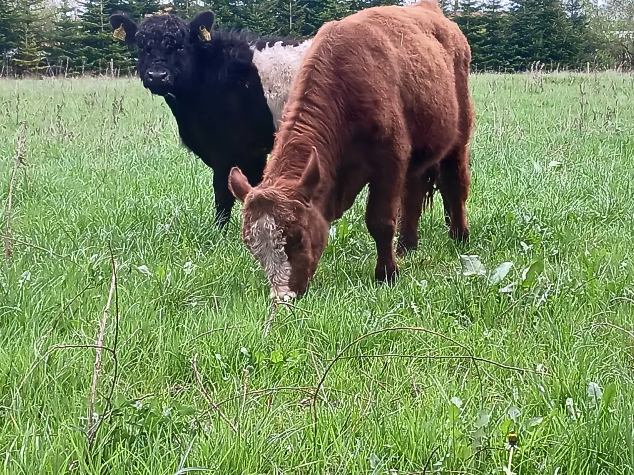 Billede 1 - KØBE: 2stk tyre,kvier eller stude
