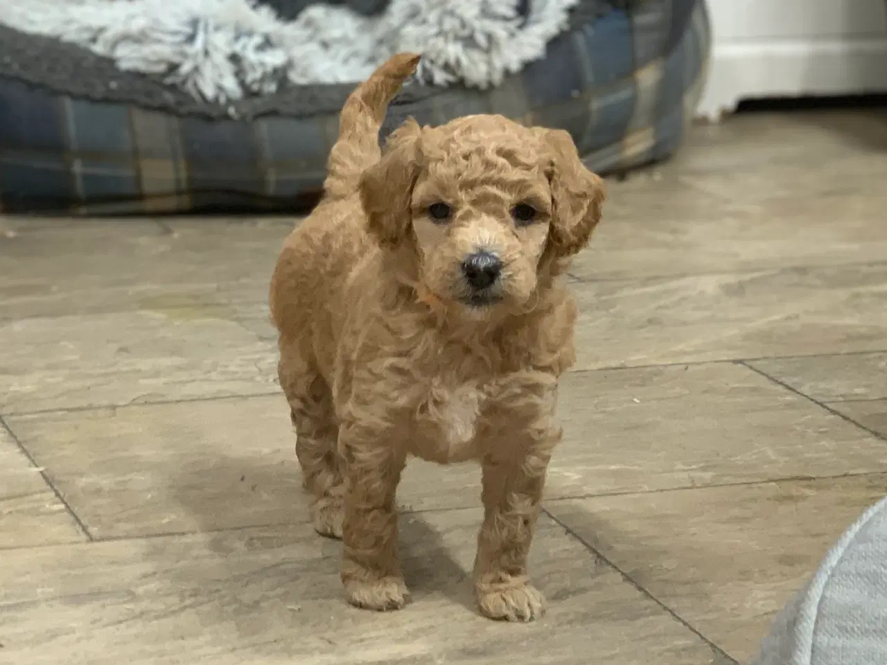 Billede 3 - Mini Golden Doodle babyer 