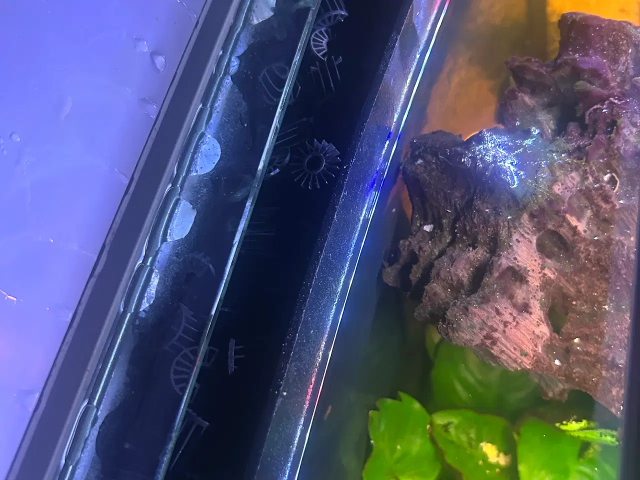 Billede 18 - Fineste akvarie + indhold sælges.