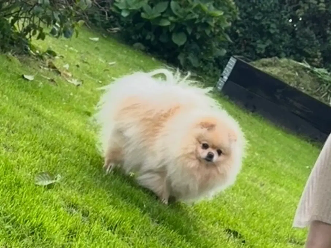 Billede 5 - Lækker Pomeranian Han 