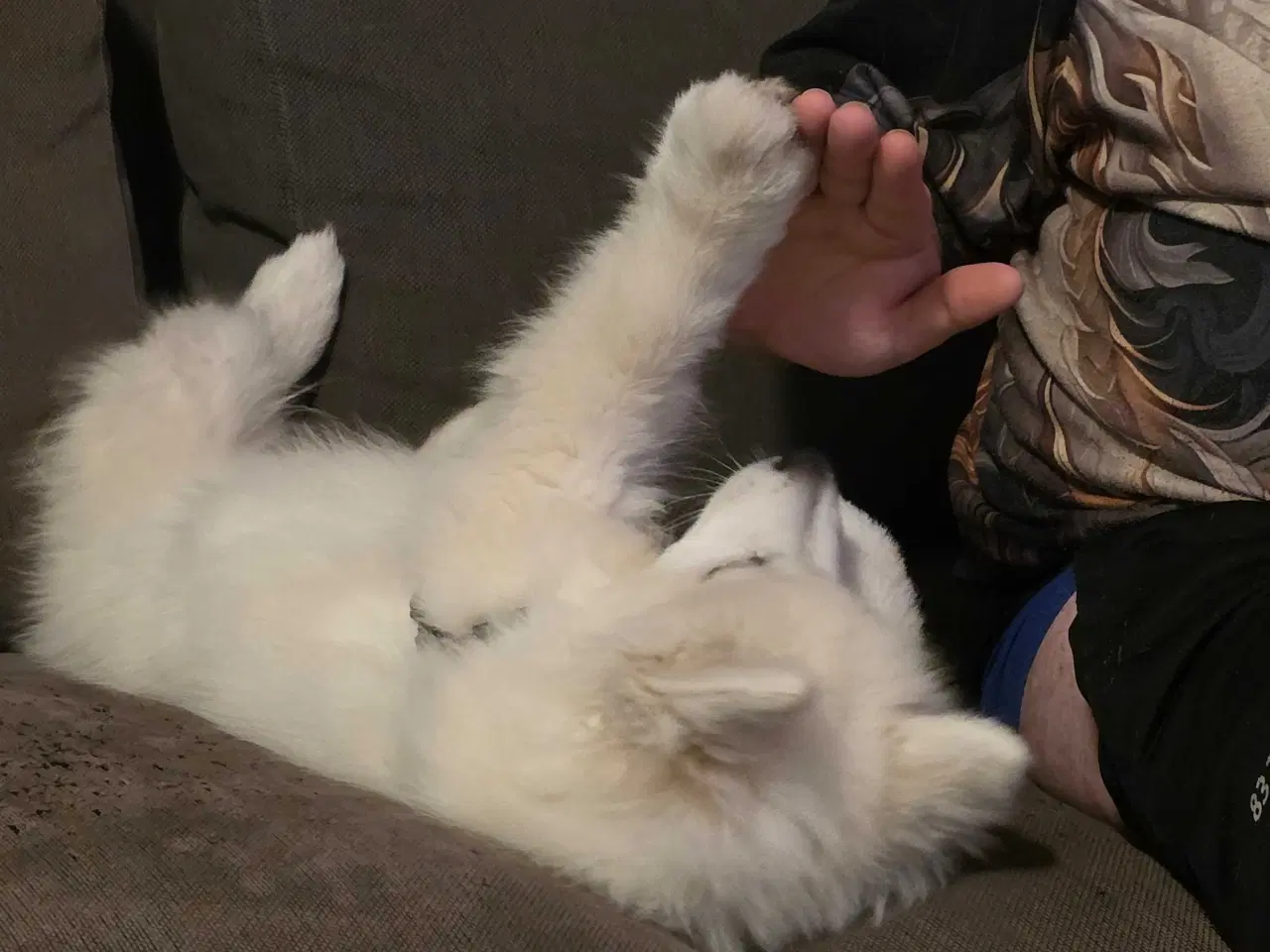 Billede 1 - Samojed/japansk spids blanding 