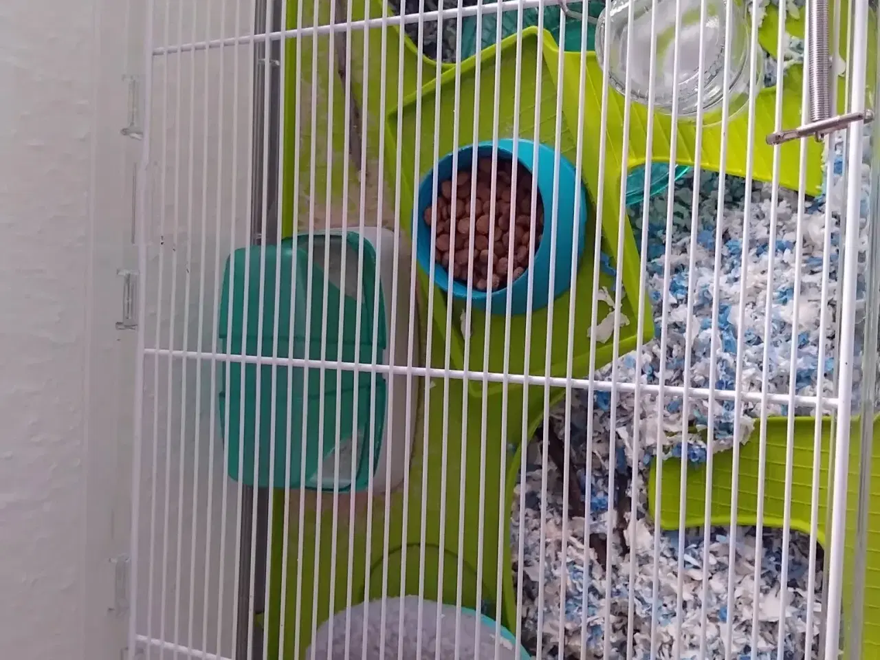 Billede 5 - Vinterhvid dværghamster han