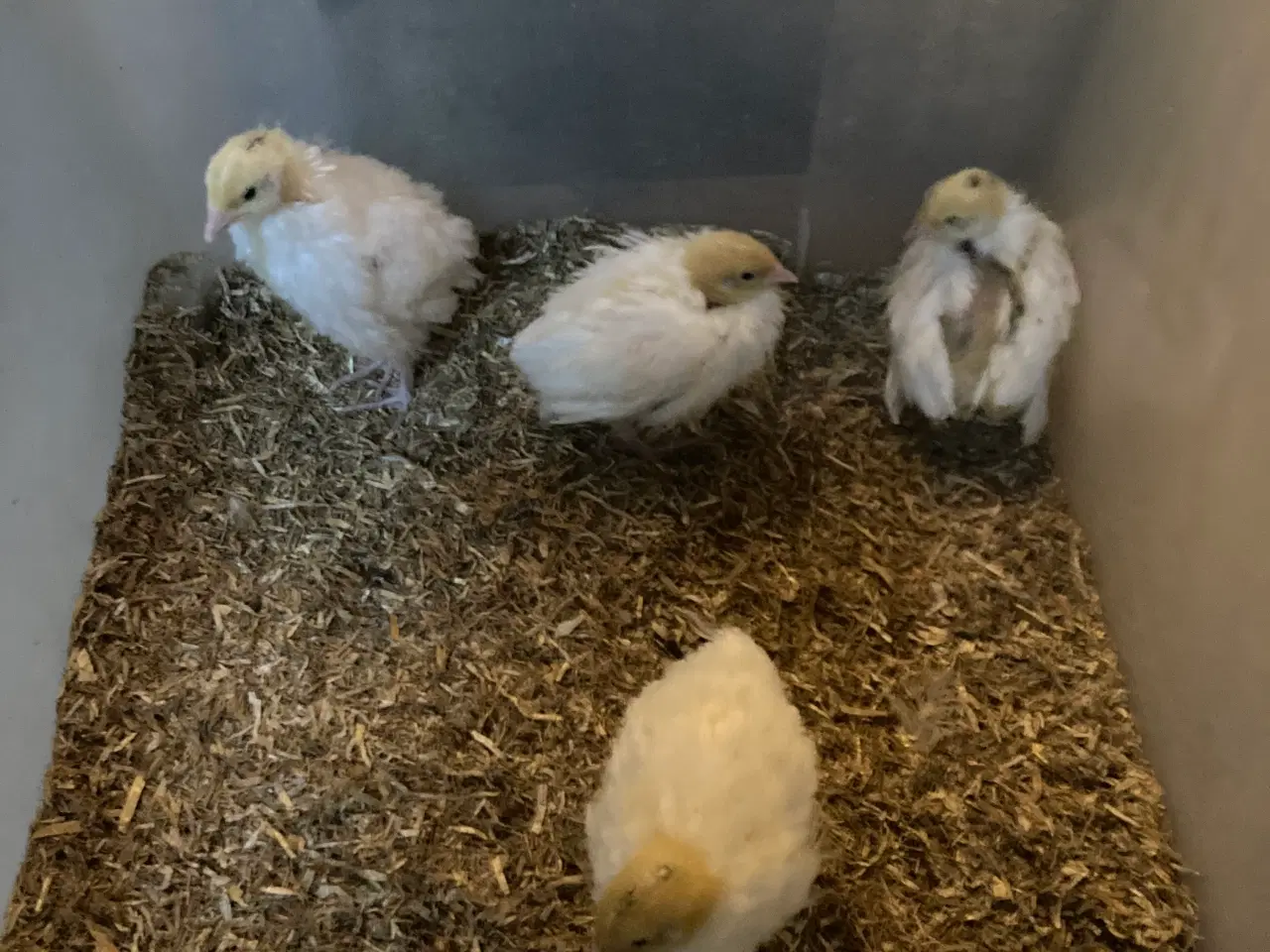 Billede 4 - Fine Texas vagtelkyllinger