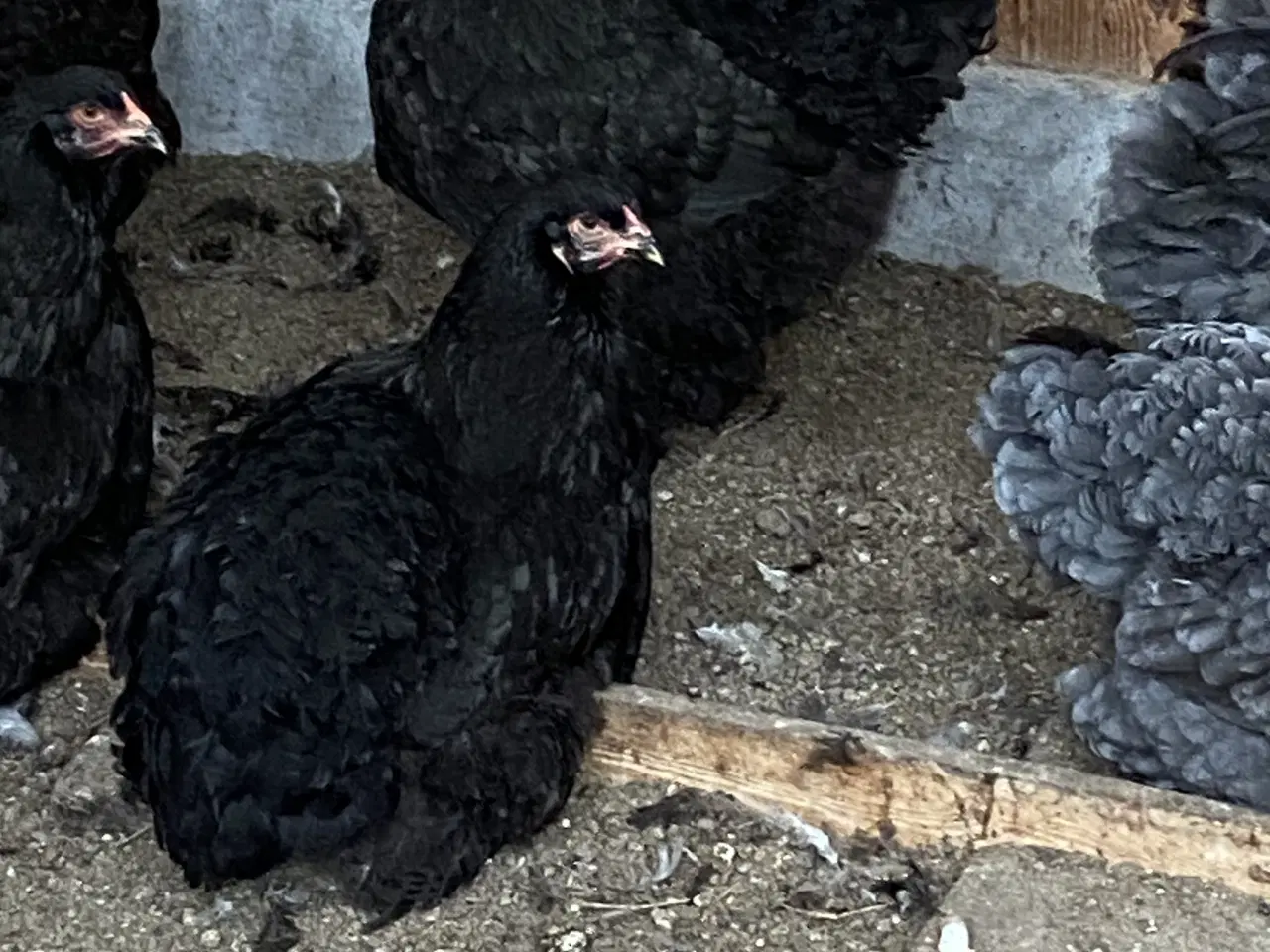 Billede 4 - Smukke Brahma damer