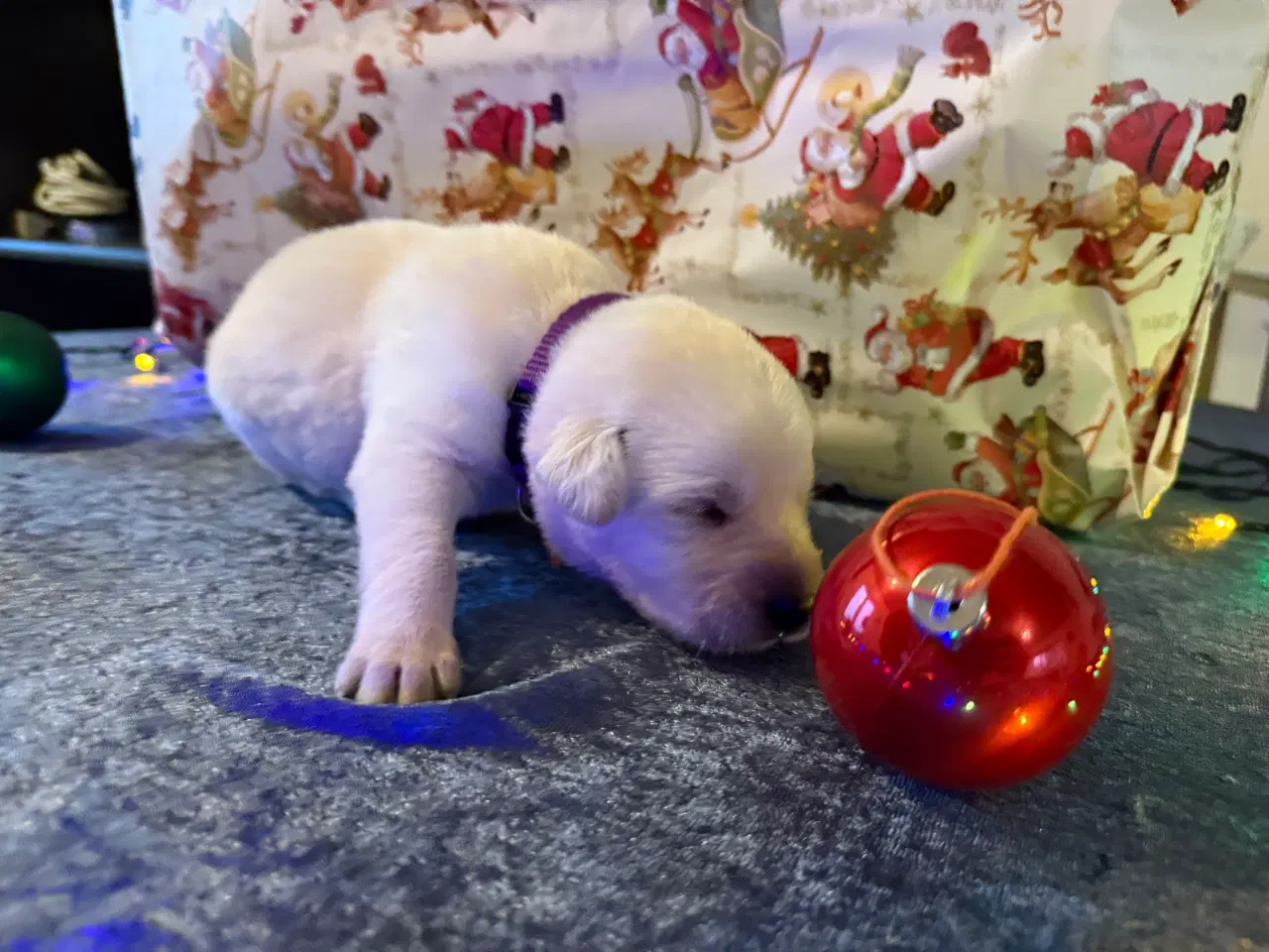 Billede 6 - Dejlige jule hvalpe klar inden juleaften 