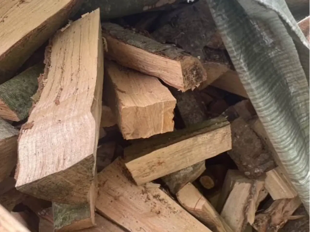 Billede 1 - Bøg m. Lidt løv