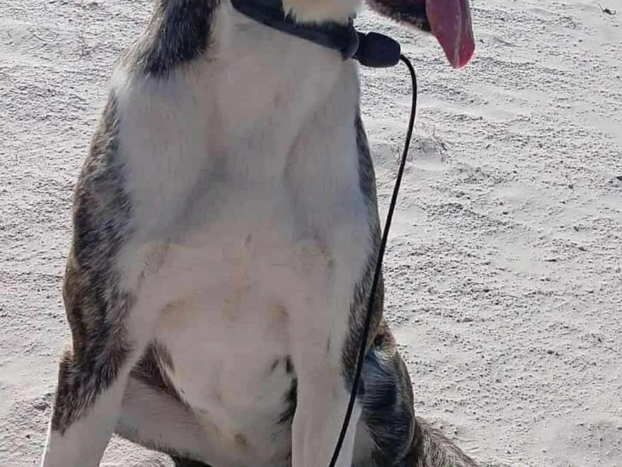 Billede 9 - Luna søger trænings buddy