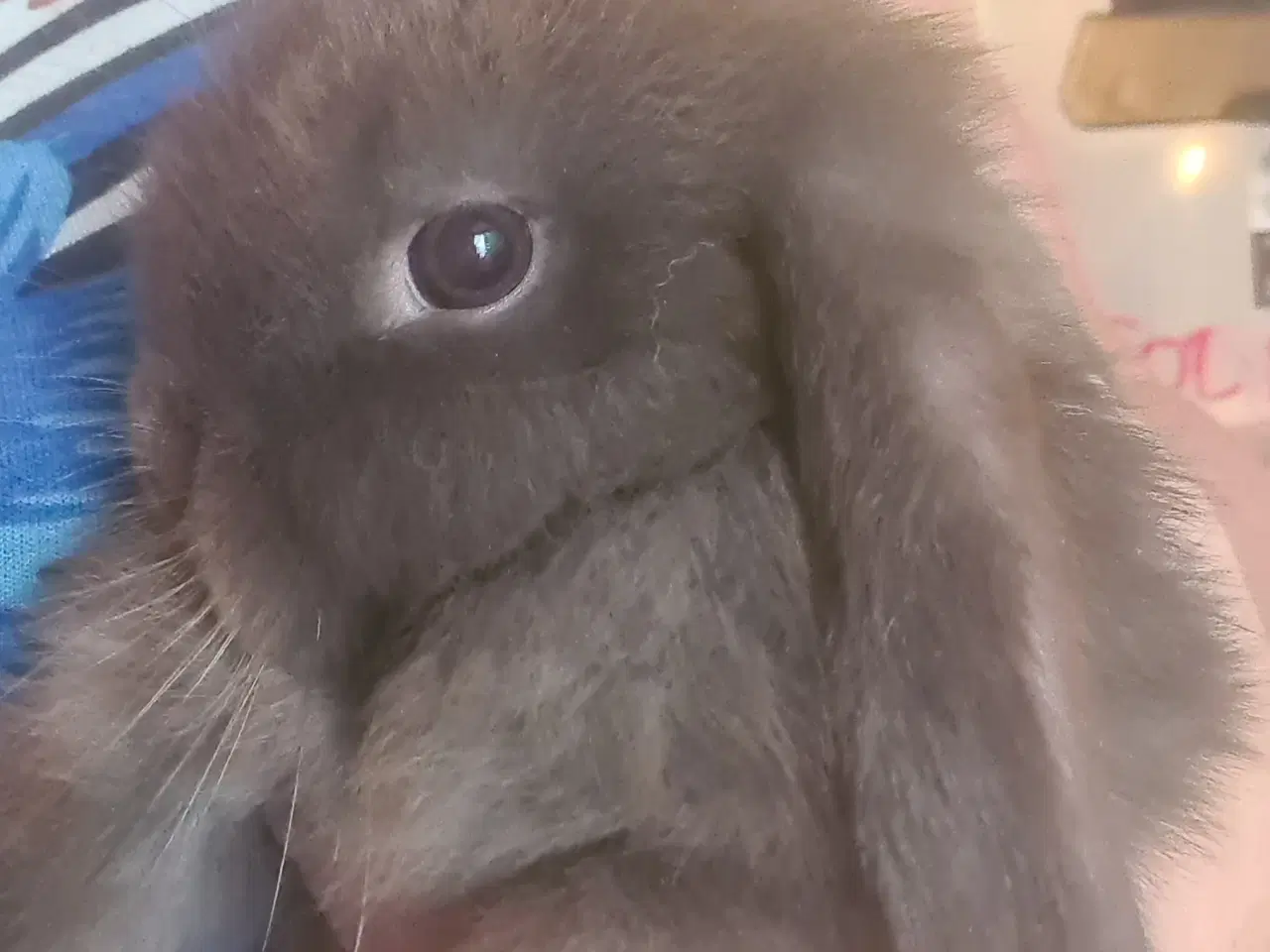 Billede 12 - Mini Lop, kanin unger 