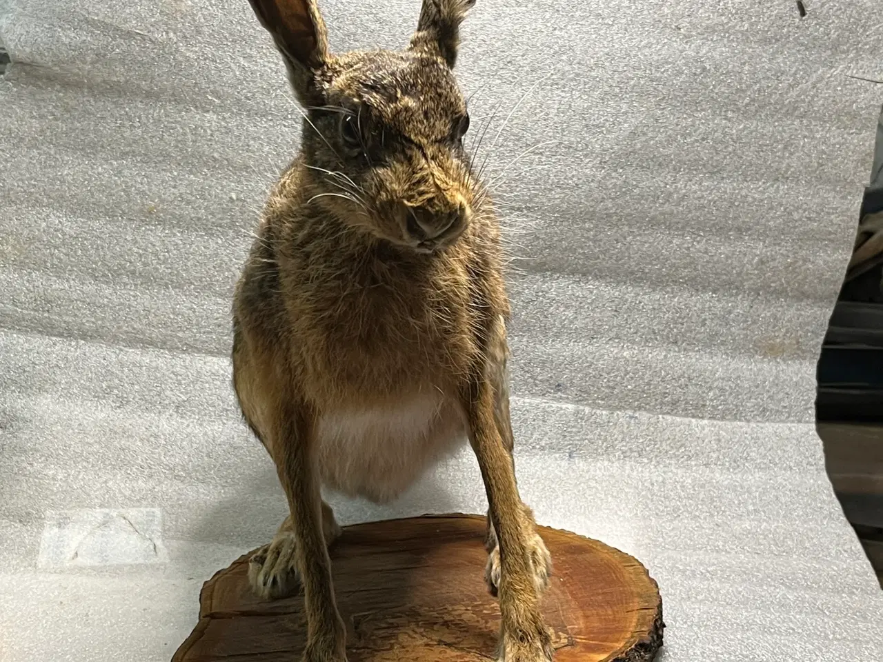 Billede 4 - Udstoppet Hare på træskive