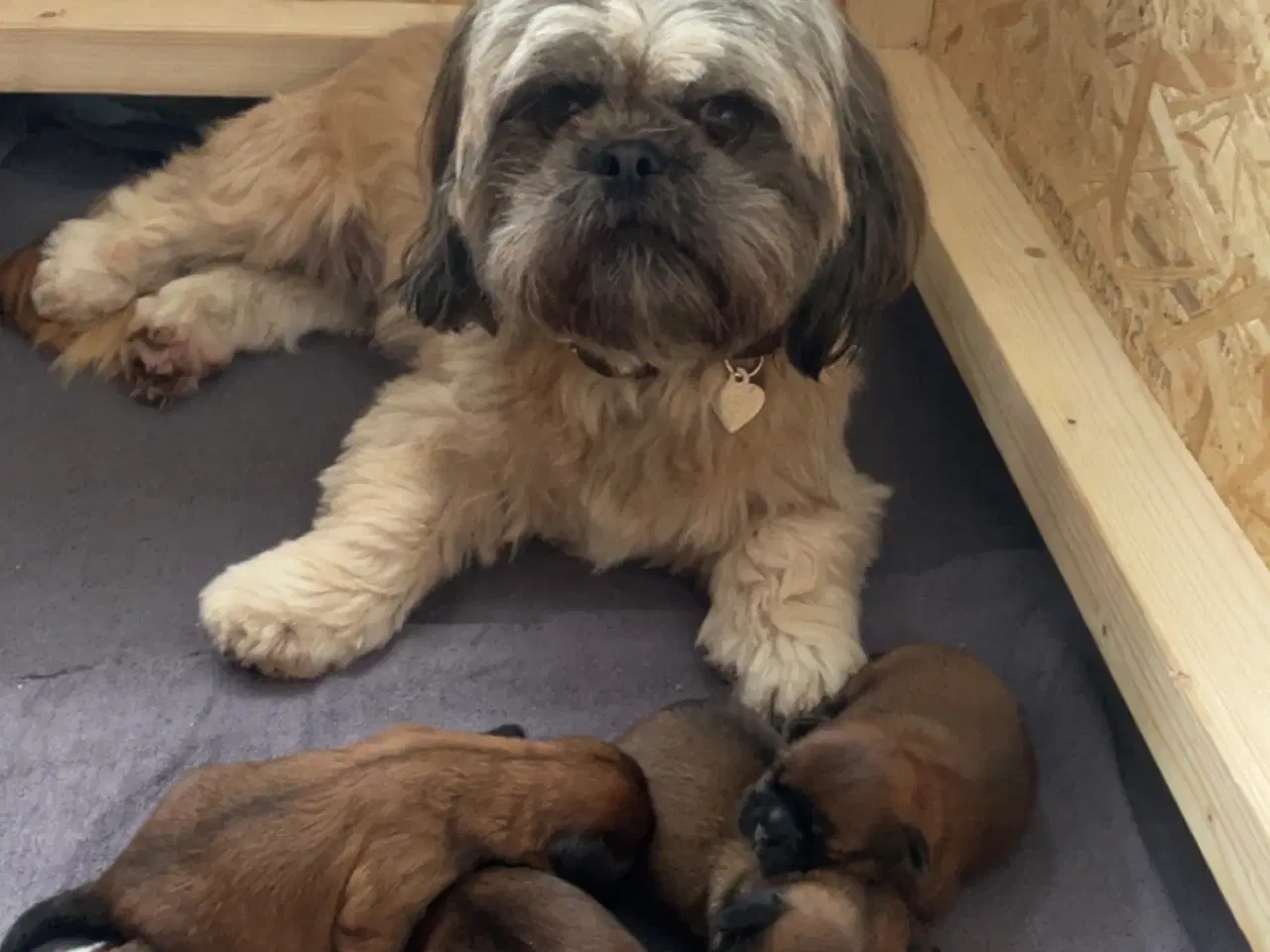 Billede 2 - Hvalpe- shizu/lhasa apso