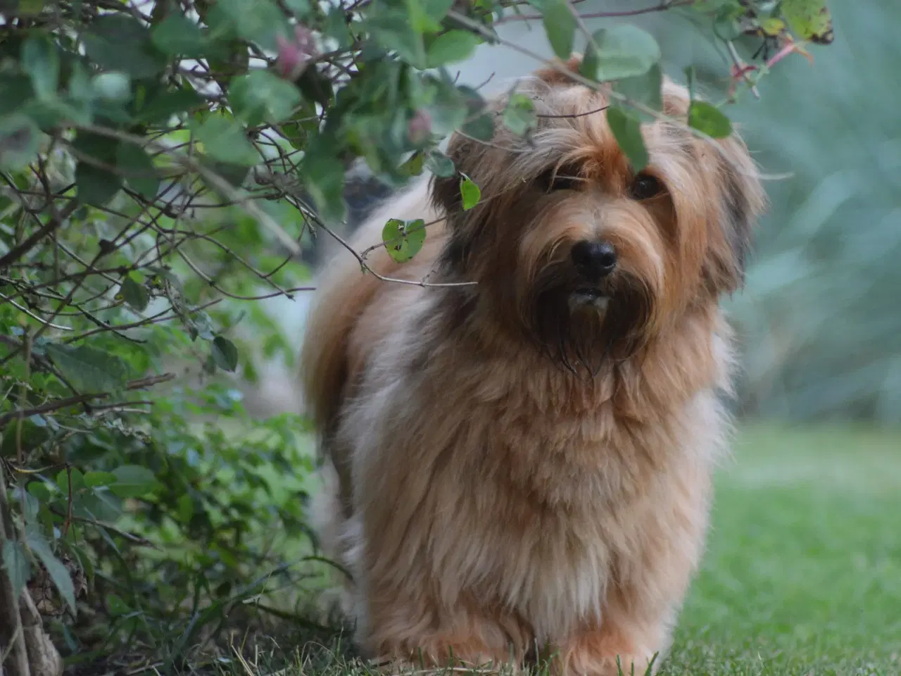 Billede 4 - Avl tilbydes ved skøn Bichon Havanais / Rød Zobel.