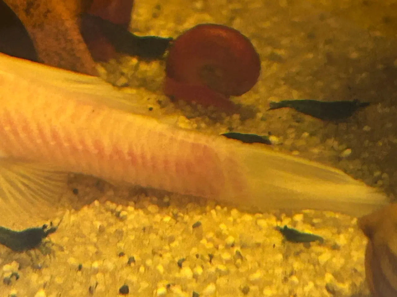 Billede 2 - 🦐💎 Blue Diamond reje– kraftig blå farve | GLS