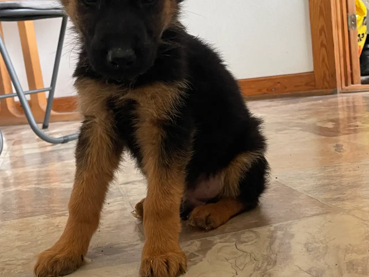 Billede 4 - Schæfer hvalpe