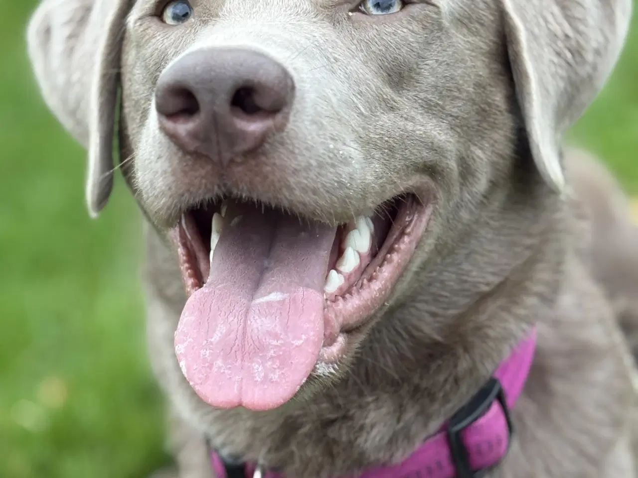 Billede 2 - Parring tilbydes