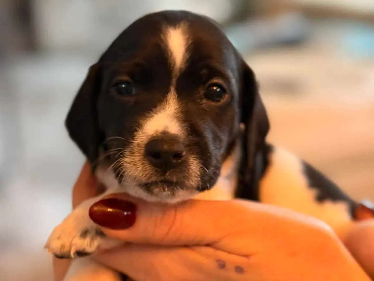 Billede 13 - 🐾 Lækre små vapser søger kærlige hjem 🐾