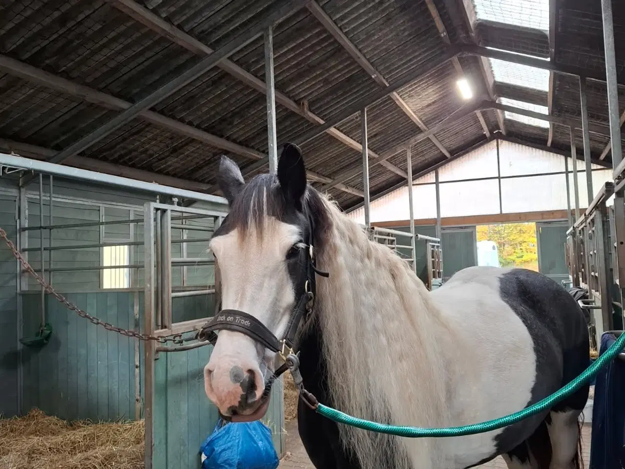 Billede 2 - 7års Irish cob sælges 