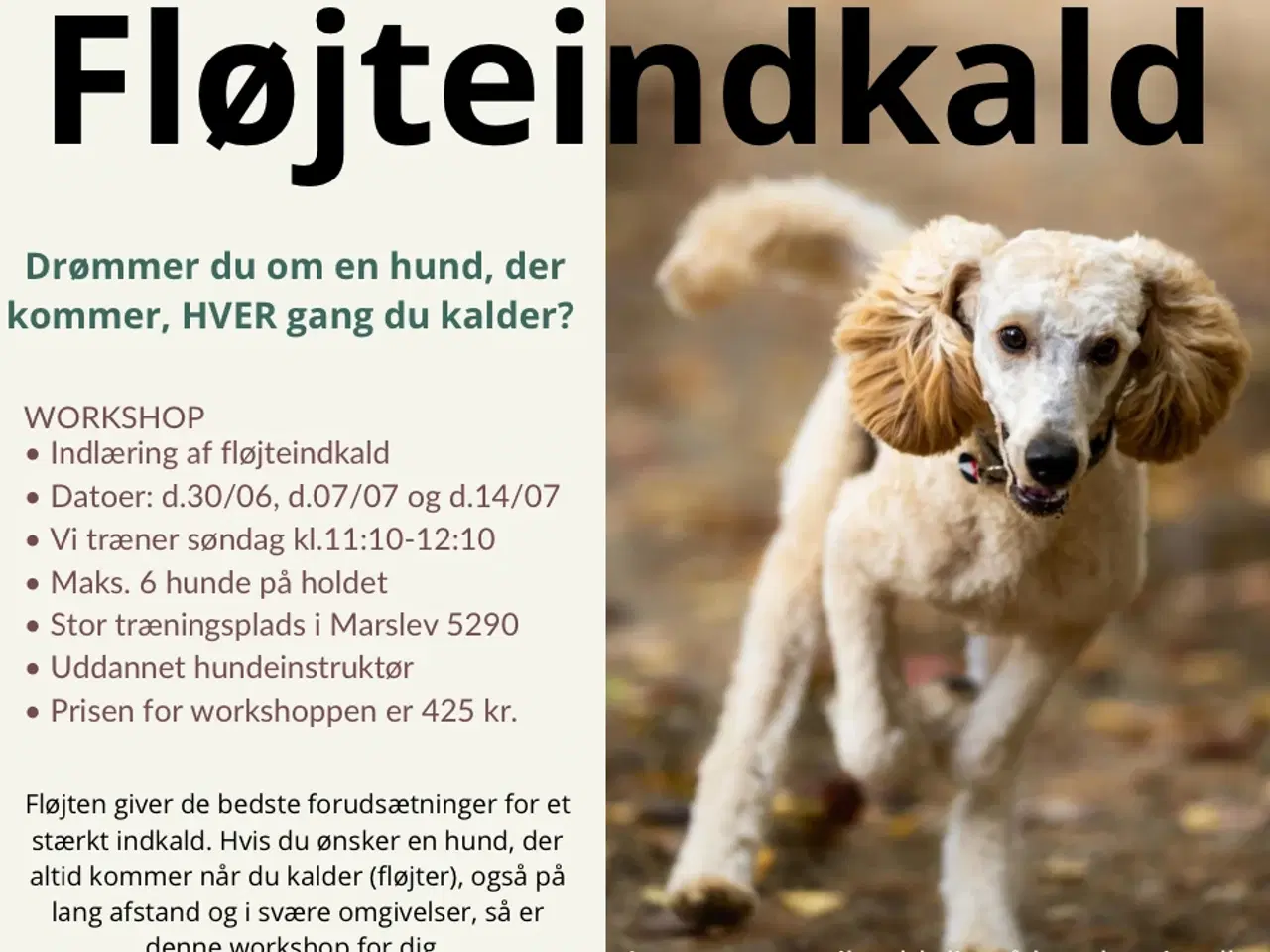 Billede 2 - Hundetræning i Marslev 5290