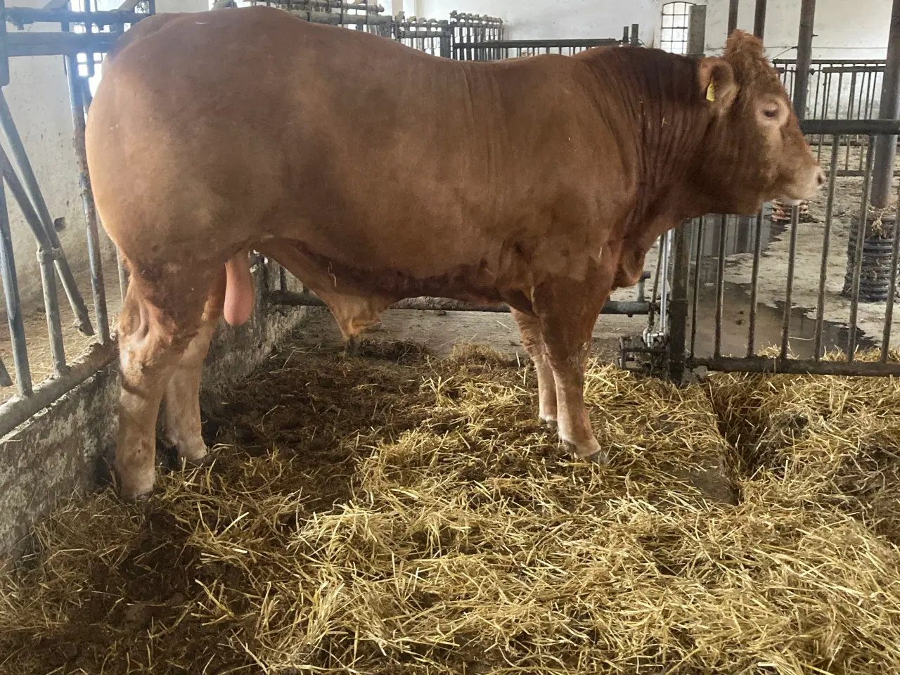 Billede 8 - Foldtyr Limousine 