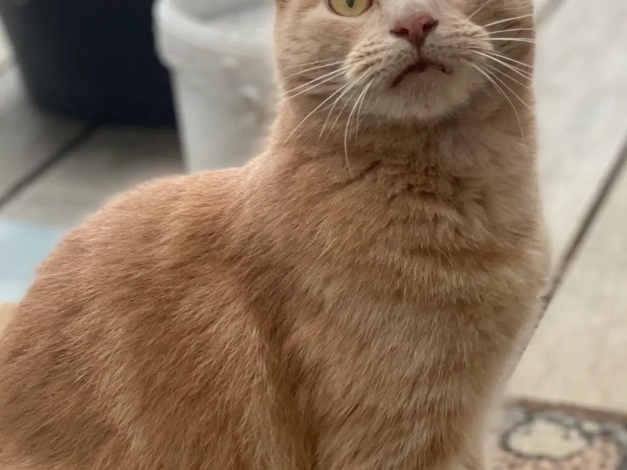 Billede 1 - Købes - rød hankilling, huskat