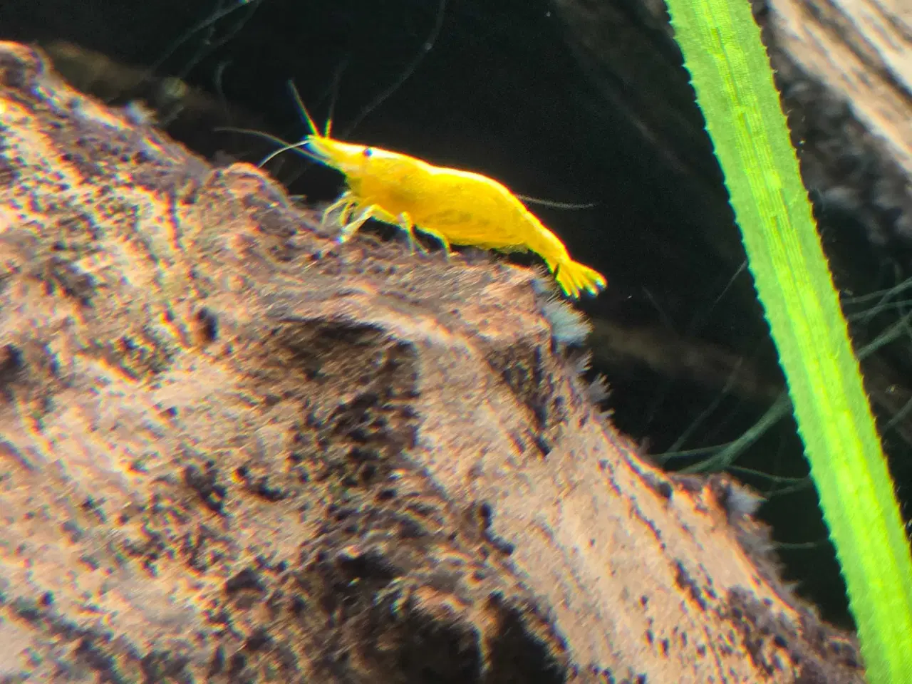 Billede 2 - Neocaridina Yellow fire Neon rejer 