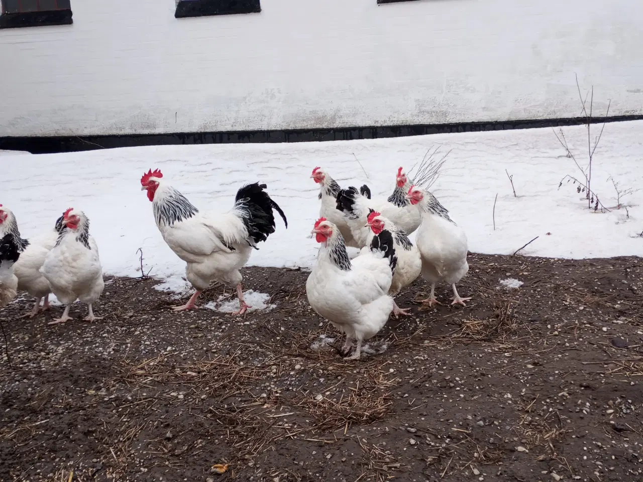 Billede 4 - sussex stor race ruge æg 10 kr har også kyllinger