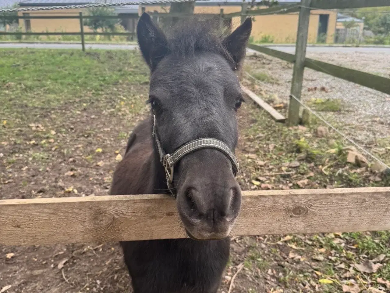 Billede 9 - Sort Shetlænder pony søger kærlig familie
