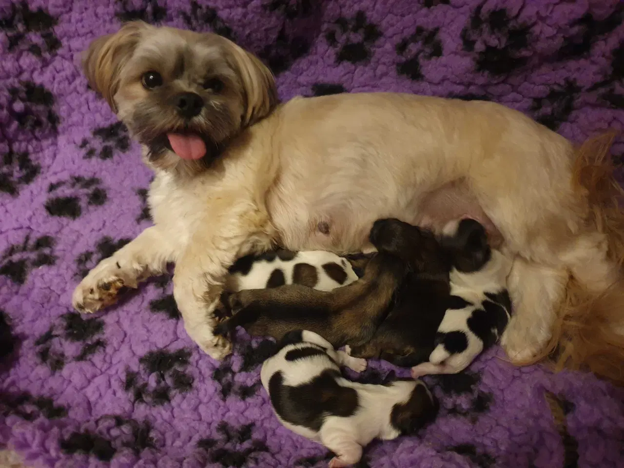 Billede 7 - Super lækre Lhasa Apso hvalpe 🐾💕