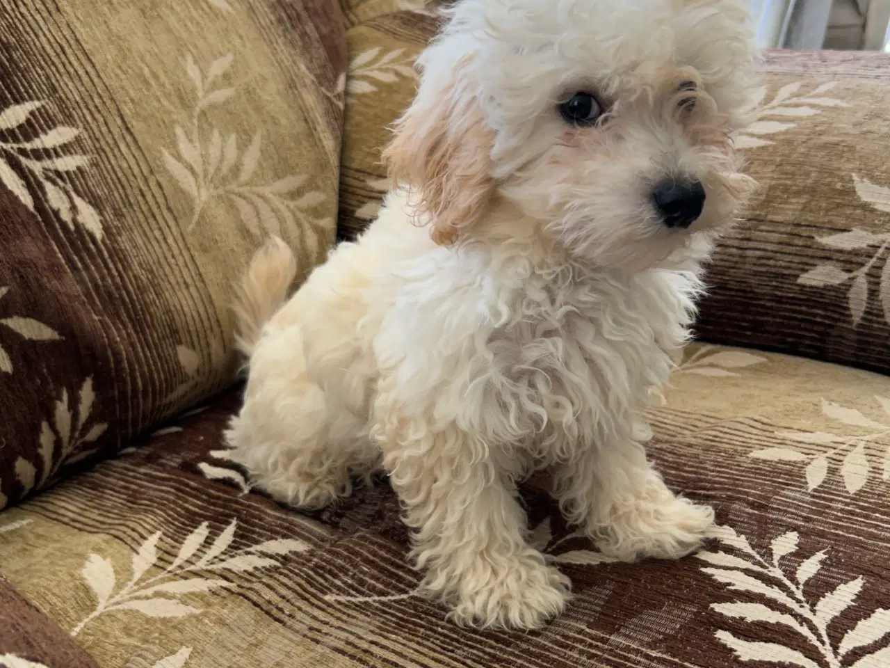 Billede 4 - Maltipoo hand Hund