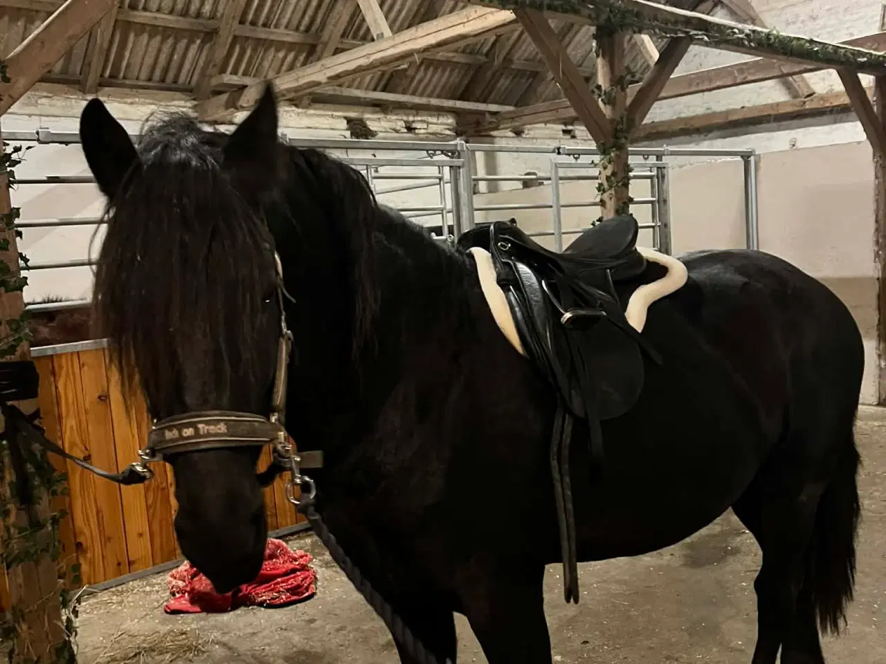 Billede 5 - Rå/ung Friser vallak 