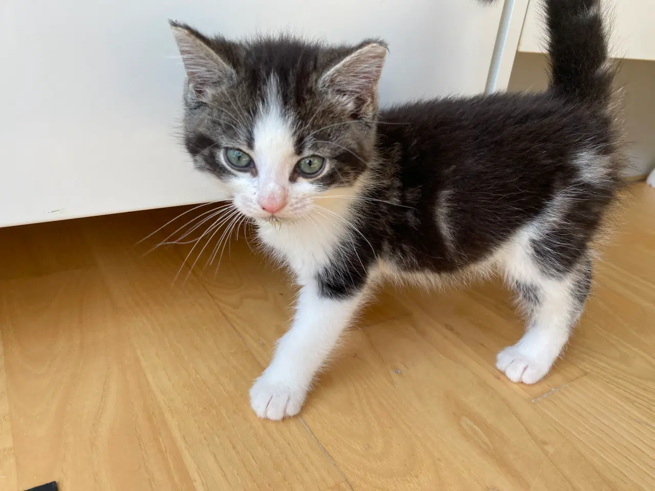 Billede 8 - katte killinger