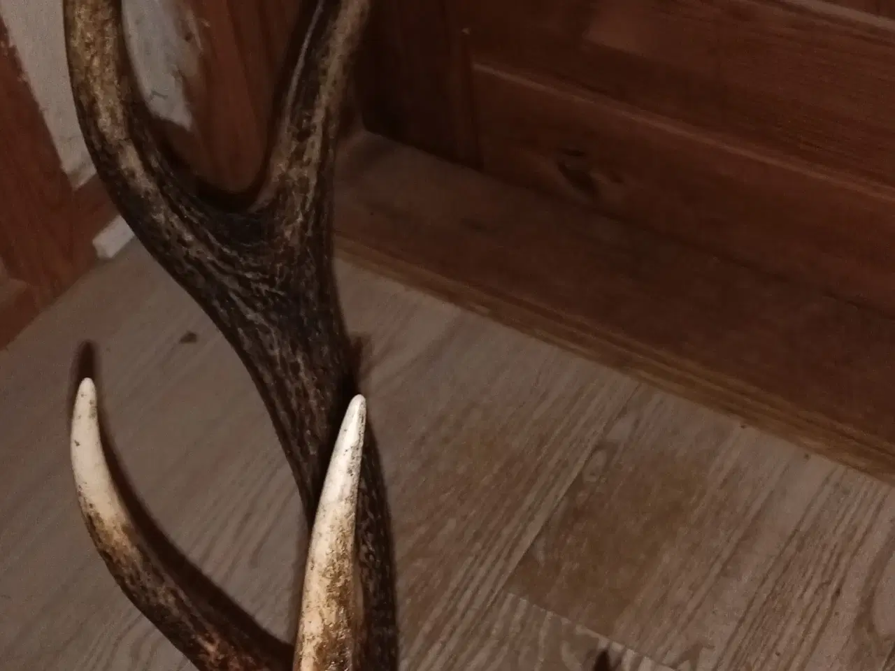 Billede 2 - Kronhjorte gevir