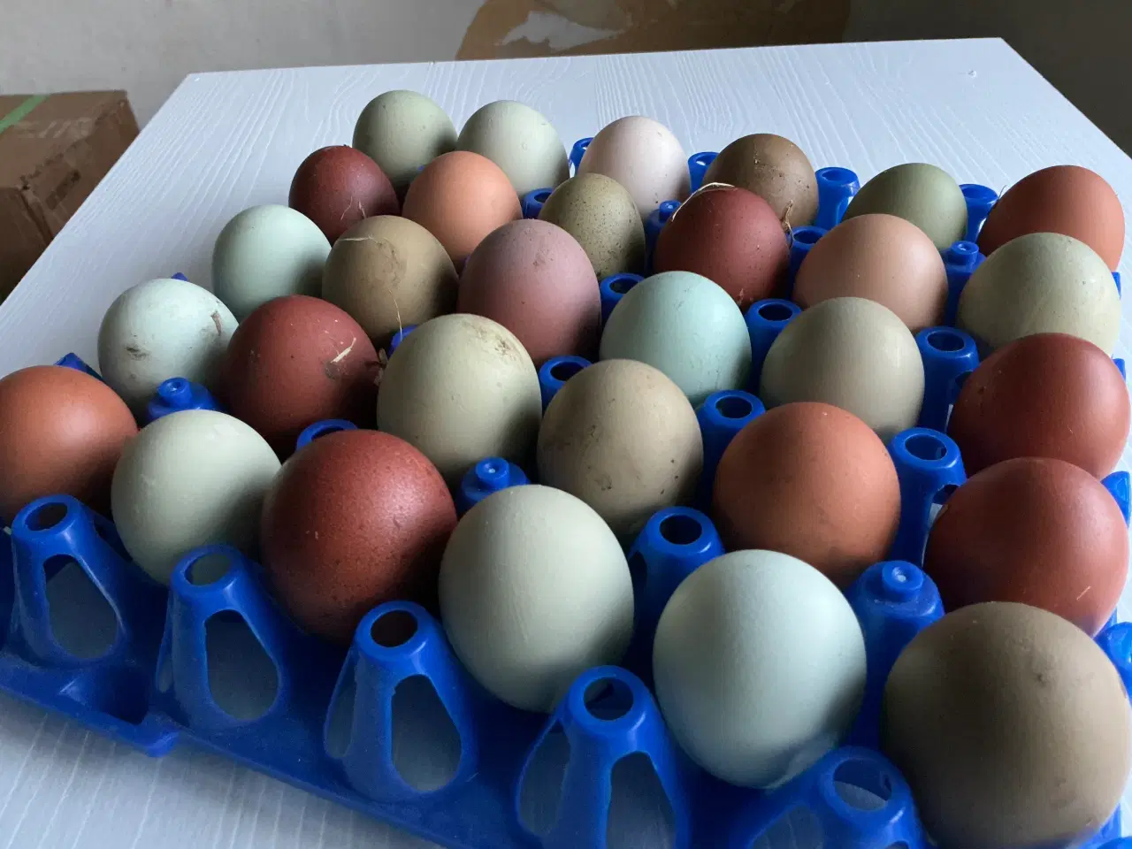 Billede 4 - Rugeæg I Gode Farver