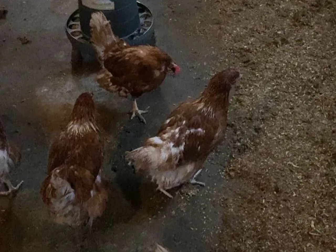 Billede 4 - 1 års isa brown