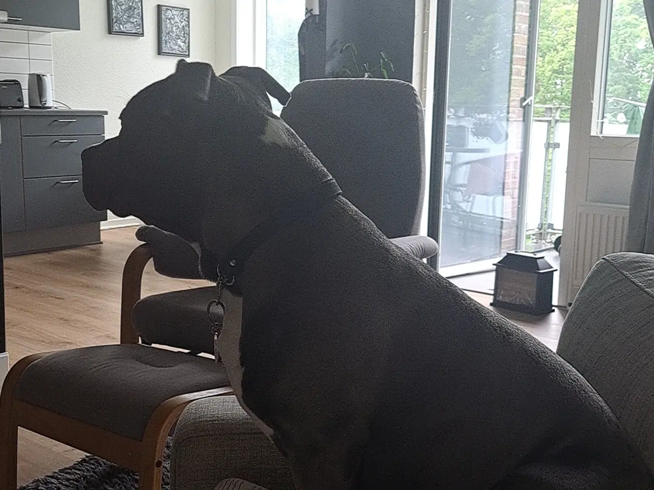 Billede 1 - Hund