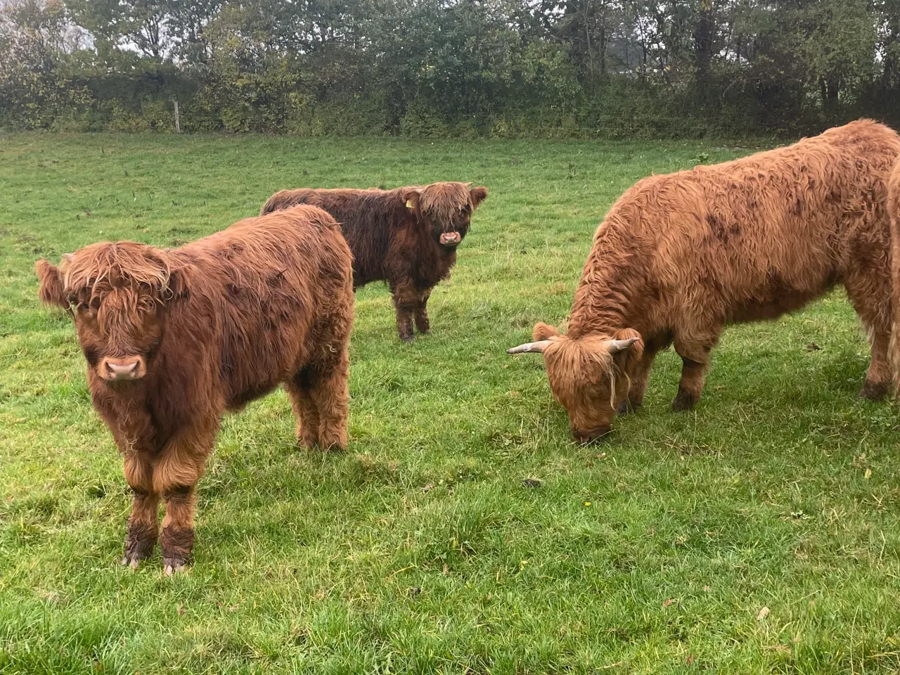 Billede 4 - Skotsk højland kalve