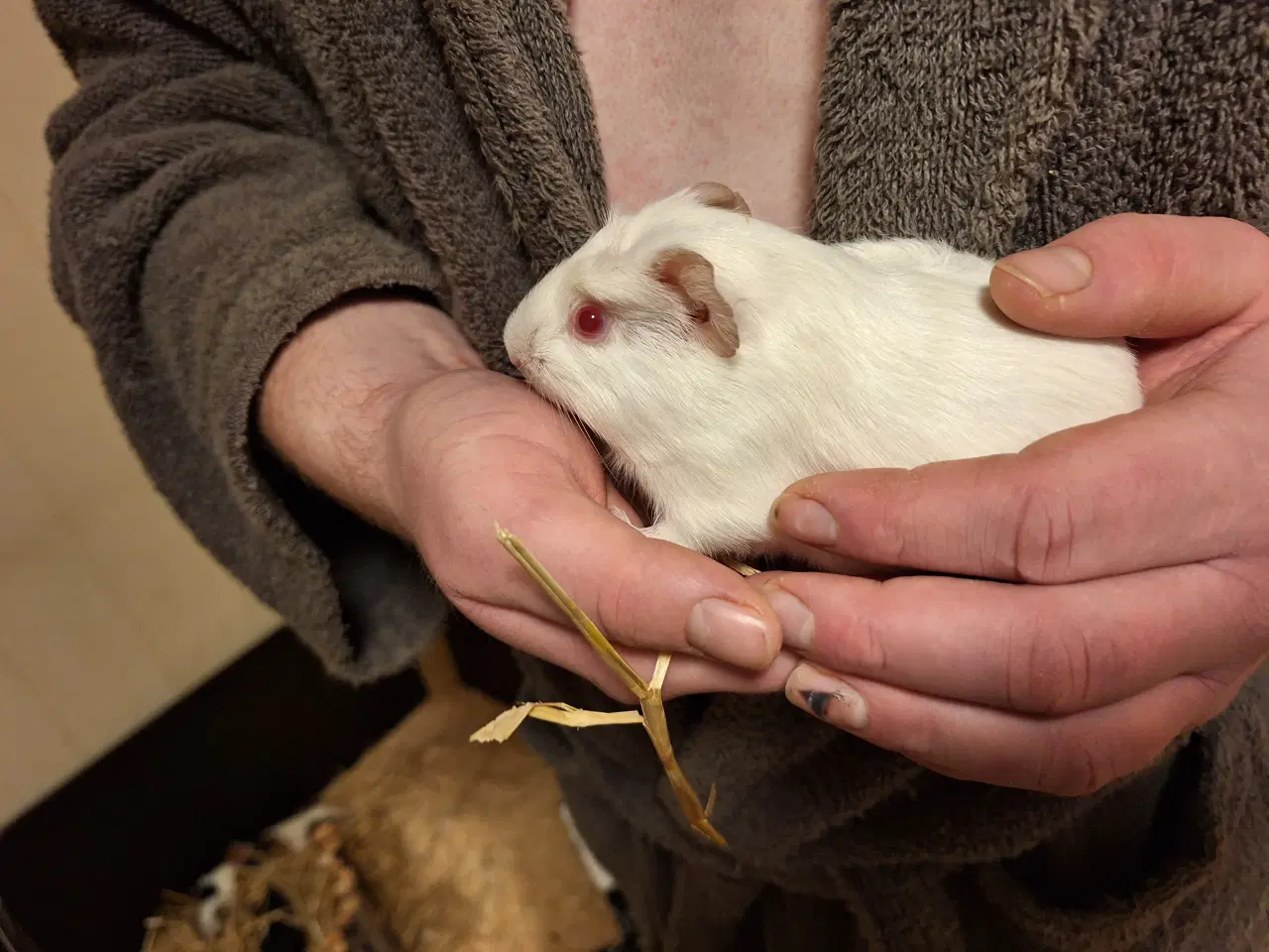 Billede 3 - Marsvine unger klar til nye hjem 2 jan