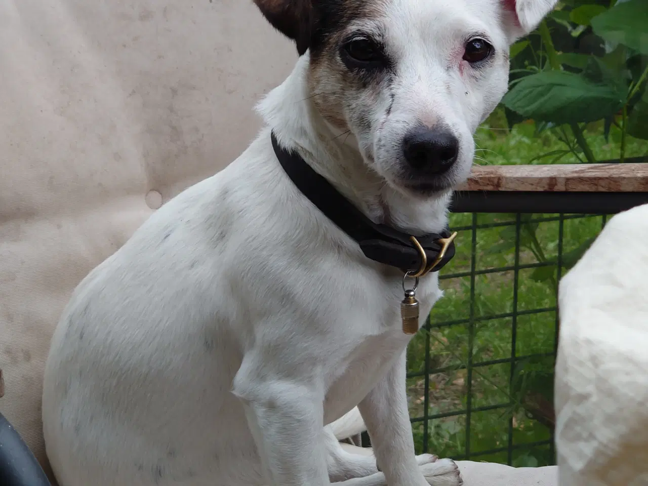 Billede 11 - Jack Russell hvalpe (kort benet type)