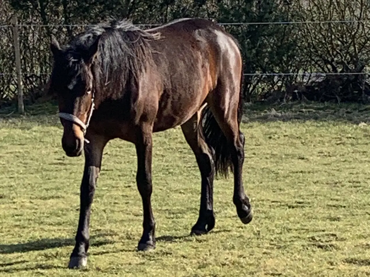 Billede 3 - 3 års hoppe