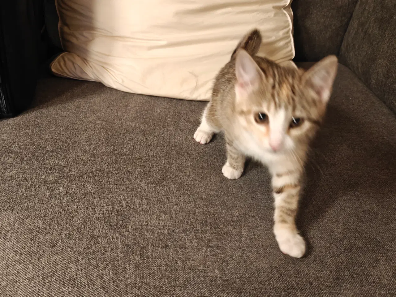 Billede 3 - Skønne kælen kattekillinger 