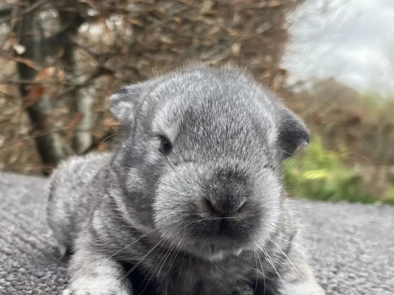 Billede 4 - FRANSK VÆDDER HAN CHINCHILLA