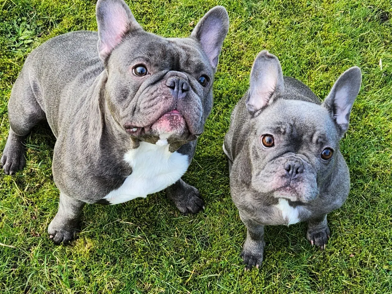 Billede 1 - Fransk bulldog