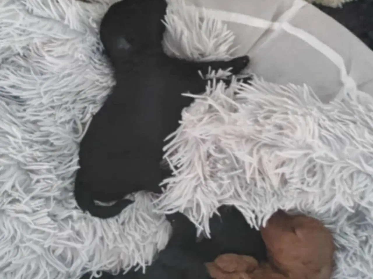 Billede 6 - Hund Cavapoo 