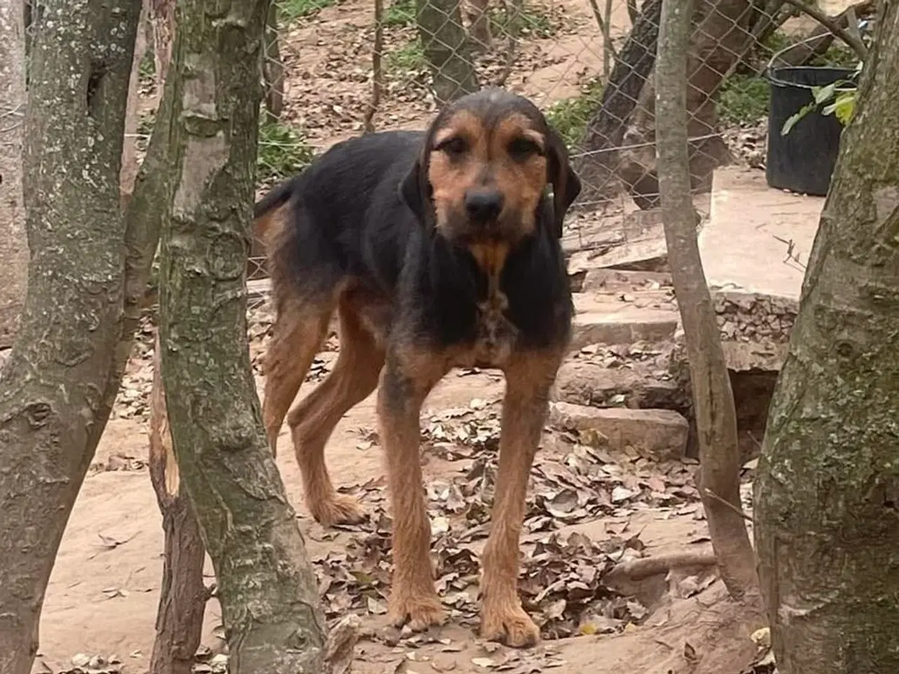 Billede 1 - Gadehunden Chego søger sin helt egen familie❤️