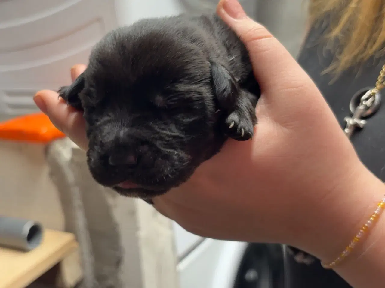 Billede 4 - Skønne hvalpe 